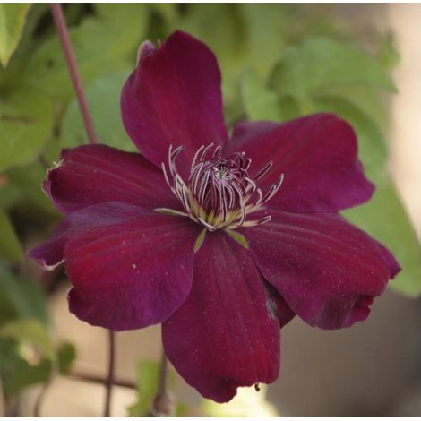 Gardenaria Clematis 'Rouge Cardinal' - Pianta rampicante ornamentale da esterno - Altezza: 100/125 cm (vaso19) (1/2)