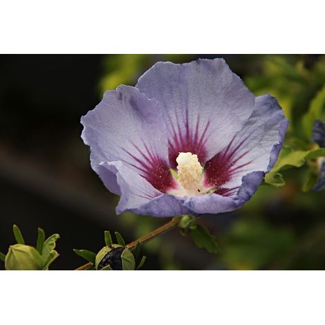 Gardenaria Ibisco - Hibiscus syriacus 'Marine' - Arbusto ornamentale da giardino - Altezza: 100/120 cm (vaso20) (1/2)