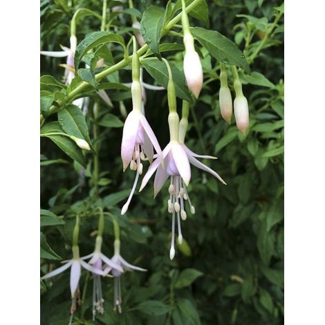 Fuchsia de Magellan 'var. molinae' Godet de 8/9 cm