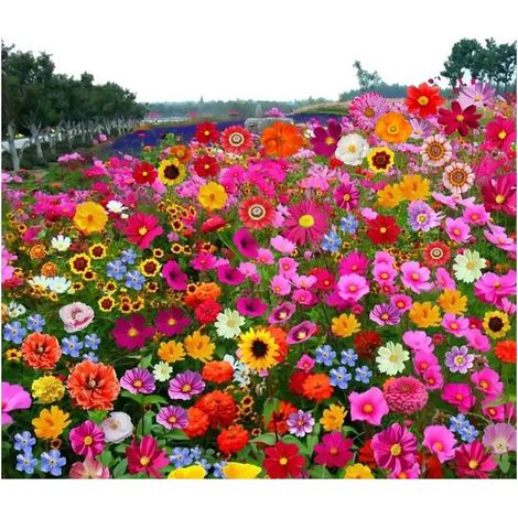Mélange Fleurs Sauvages Graines 500g – Semences Prairie Fleurie 15-20 m², Floraison Longue, Jardin Naturel (1/4)