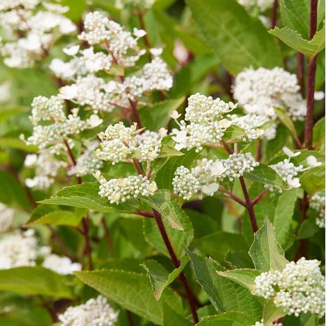 Hidrangea Paniculata Early Harry in vaso da 21cm