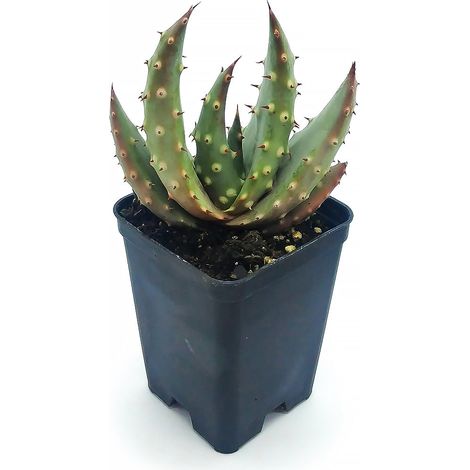 Aloe aculeata - aloe spinosa - vaso quadro 7x7x10 cm (1/2)