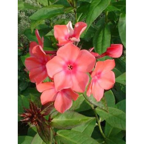 Phlox paniculé 'Windsor' Godet de 7/8 cm (1/2)
