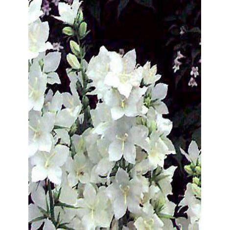 Campanule pyramidale 'Alba' Pot de 2L/3L (1/2)