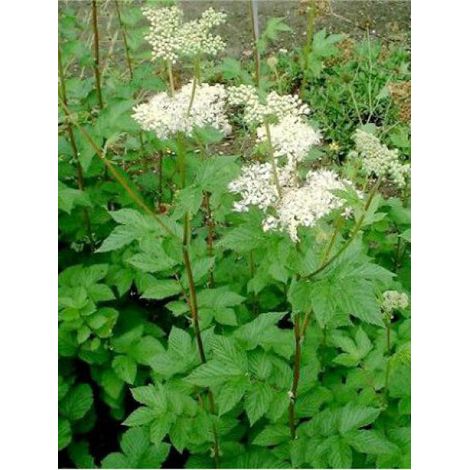 Reine des près, Fausse spirée Pot de 2L/3L