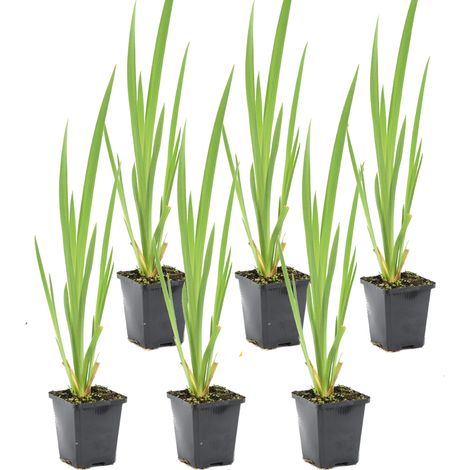 Bloomique - Lot de 6 - Iris Pseudacorus - Iris jaune - Plantes de bassin - Plantes aquatiques - Rustique - Hauteur 20-30 cm - Pot 9 cm (1/5)