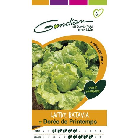 Gondian - Laitue Batavia Dore de Printemps (1/3)