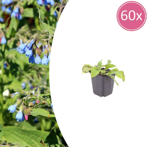 Lot de 60 Symphytum grandiflorum 'Wisley Blue' Plante Vivace Couvre-sol Bleu Tendre Pot Ø 9 cm - PANGIVO (1/5)