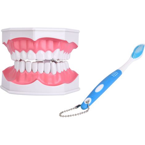Modèle Dentaire Pédagogique avec Brosse à Dents pour Enfants, Apprentissage du Brossage, Soin Buccal, Outil Éducatif Dentaire pour Pratique (1/5)