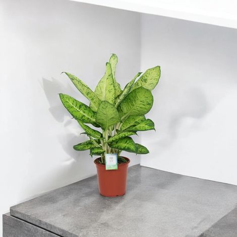 Gardenaria Dieffenbachia 'White Amazon' - Pianta da interno ornamentale - Altezza: 80 cm (vaso 24) (1/5)