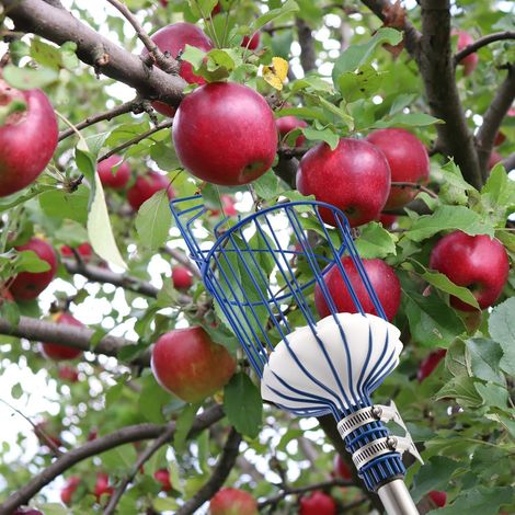 Cueille-Fruits avec Corbeille et Manche Télescopique 4 Mètres, Pince avec Panier en Acier Inoxydable pour Fruits Pomme Orange, Légèrement Stable et Peu Encombrante (1/4)