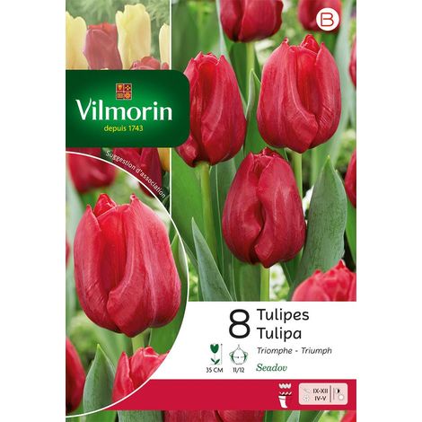 Vilmorin Tulipe Triomphe Seadov (1/2)