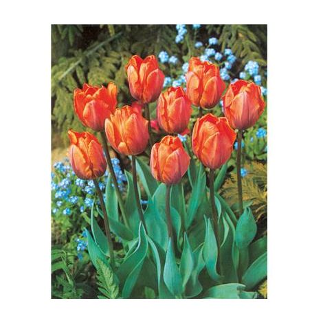 TULIPE PRINCESSE IRÈNE - 10 BULBES