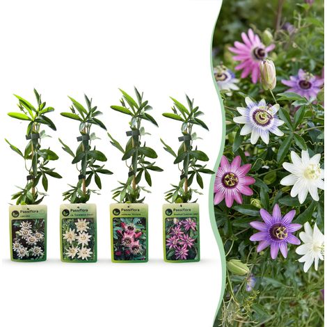 Plante Grimpante Jasmin Étoilé Trachelospermum jasminoides Fleurs Blanches Lot de 12 (1/5)