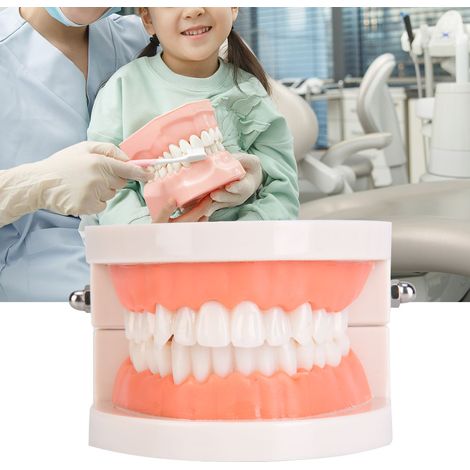 Modèle d'éducation bucco-dentaire pour enfants de maternelle, modèle de brossage des dents pour laboratoire dentaire, modèle de dents pour soins de santé bucco-dentaires (1/5)