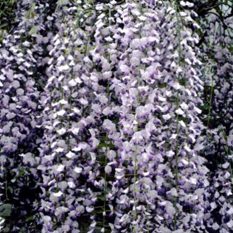 Glycine du Japon 'Multijuga' - 50-60 cm pot
