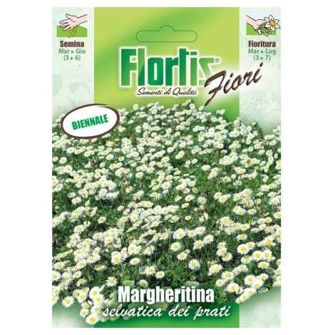 Margheritina Nana Bianca