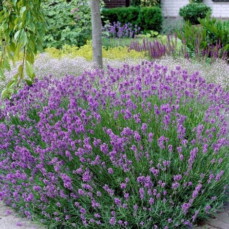 6 plants de lavande vraie (Lavandula angustifolia) - Vivaces - Plantes de jardin rustiques - en pot de 9 x 9 cm, hauteur de 0 à 10 cm (1/5)