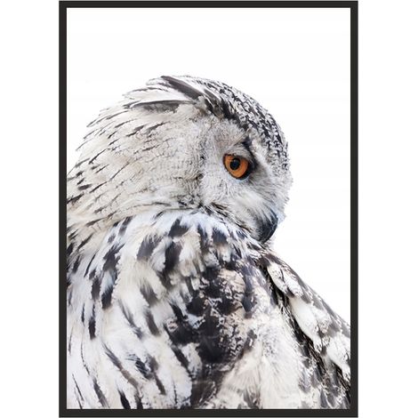 CUADRO, PÓSTER ENMARCADO 33x43 cm Búho P507 (1/4)