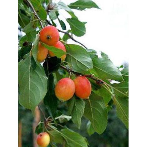 Pommier d'ornement 'John Downie' Pot de 4L/5L (1/3)