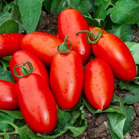 Tomate Lancelot HF1 - Graines d'Exception Vilmorin (1/2)