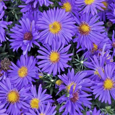 Aster d'automne dumosus Blue Alpis/Godet