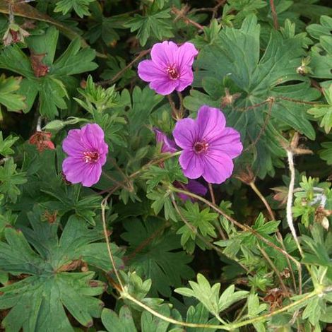 Géranium vivace Dilys | Conditionnement: Lot de 9 godets