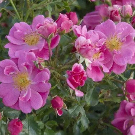 Gardenaria Rosa 'Bienenweide Rosa' - Rosa da giardino - Altezza: 25/30 cm (vaso15) (1/3)