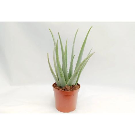Gardenaria Aloe vera - Pianta da interno ornamentale - Altezza: 40 cm (vaso 12) (1/5)