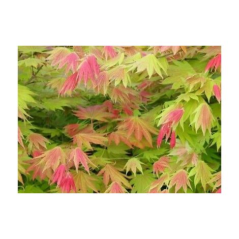 Acer shirasawanum 'Moonrise' verde – Acero giapponese vaso 19 cm (1/4)