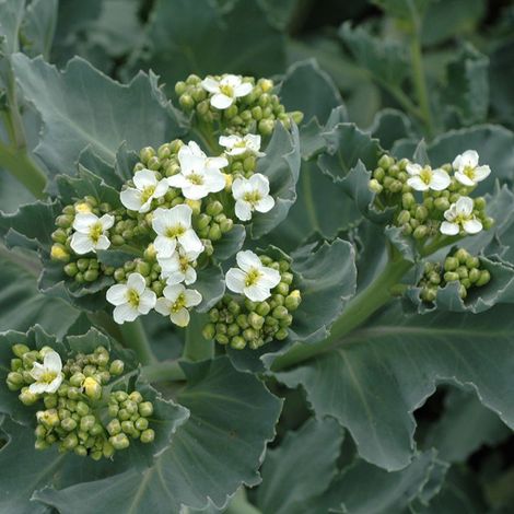 4 x Chou maritime - Crambe maritima  - godet 9x9 cm (1/5)