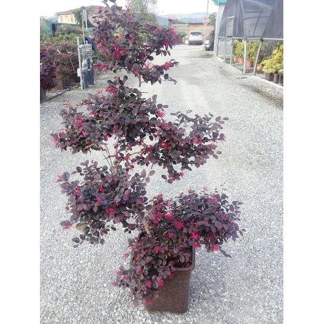 Gardenaria Loropetalum chinense 'Black Pearl' - Arbusto ornamentale da giardino - Altezza: 40/50 cm (vaso19)