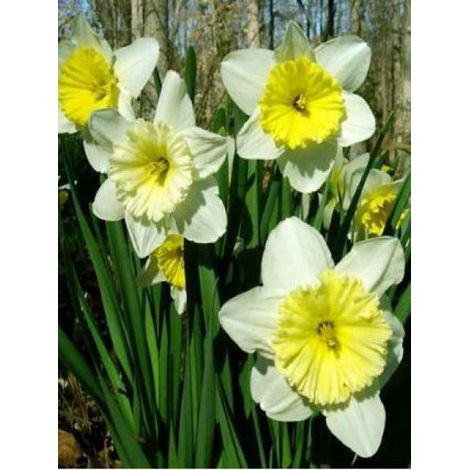 Narcisse à couronne 'Ice Follies' Bulbe calibre 12 (par 10) (1/2)