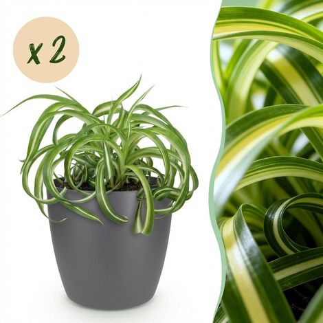 Chlorophytum comosum Bonnie - Lot de 2 Plantes Vertes Dépolluantes - Pot Gris 12 cm - H20 cm - PANGIVO (1/5)