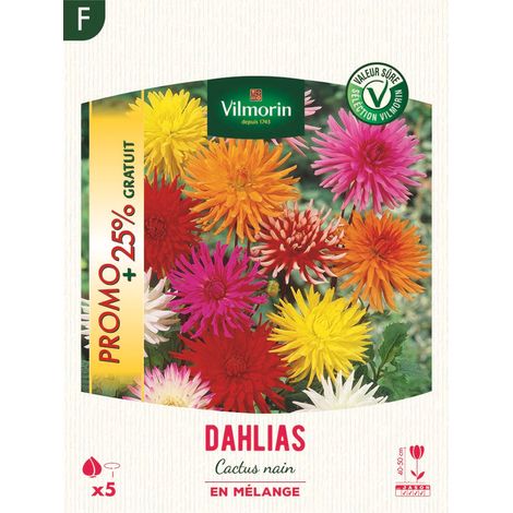 Dahlia Cactus nain en Mélange (x5) - Promo Vilmorin