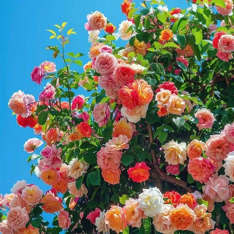 600 graines de rosier grimpant – Pour murs et jardins extérieurs, attire abeilles et papillons, protège contre moustiques (1/5)