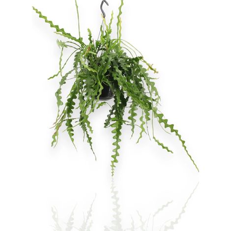 Gardenaria Epiphyllum anguliger - Pianta da interno ornamentale - Altezza: 40 cm (vaso 15) (1/2)