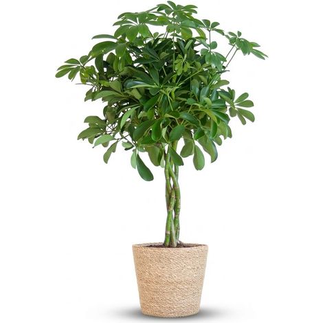 Schefflera Arboricola Nora Plante d'Intérieur avec Panier en Jonc de Mer Naturel - 70 cm Ø21 cm - PANGIVO (1/4)