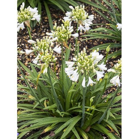 Agapanthe 'Ever White' Godet de 8/9 cm