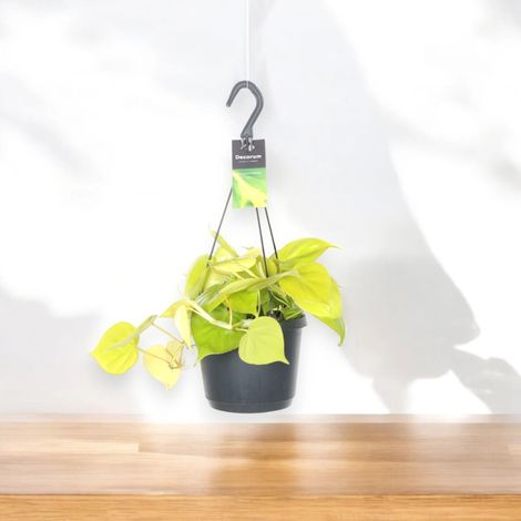 Gardenaria Philodendron scandens 'Lemon lime' - Pianta da interno ornamentale - Altezza: 30 cm (vaso 23) (1/5)