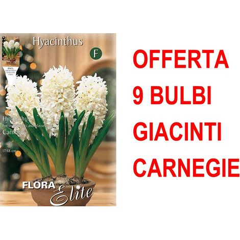 OFFERTA 9 BULBI GIACINTO CARNEGIE