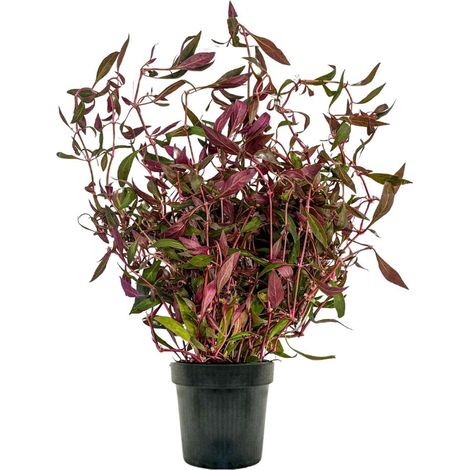 Mutterpflanze Aquarium Pflanze Alternanthera rosaefolia Nr.323L XL