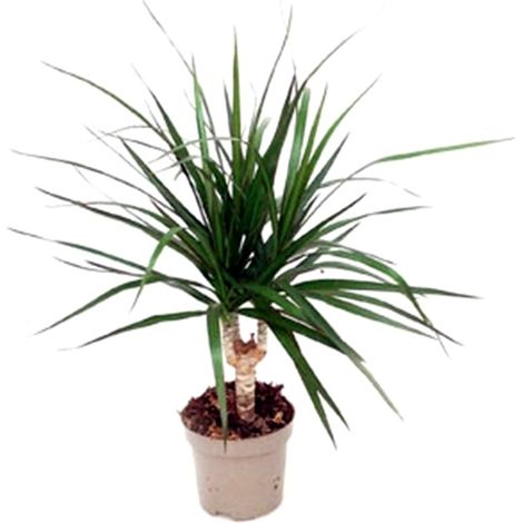 Planta Natural Dracena Marginata en Maceta M12