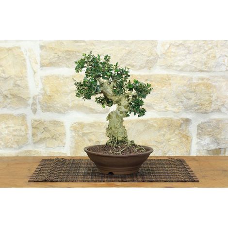Bonsai di Olivastro (289) (1/5)