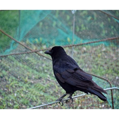 Stück Vogelschutznetze (10 m x 4 m), geeignet für Obstbäume und Gemüse, zum Schutz vor Vogelfraß, Maschenweite 15 mm. (1/4)