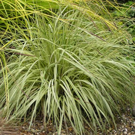 4 x Molinie panachée  - Molinia caerulea 'Variegata'  - godet