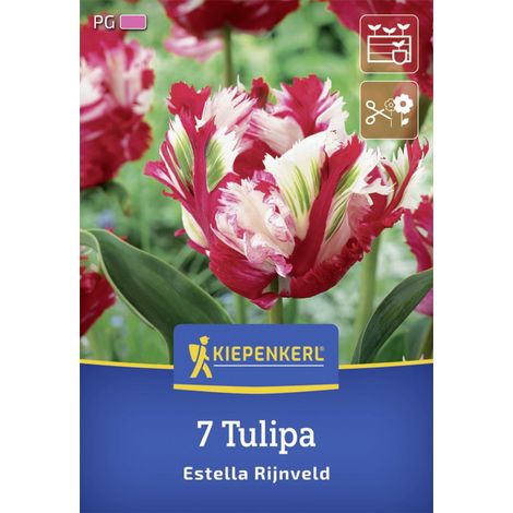Kiepenkerl Herbstblumenzwiebel Papagei-Tulpe Estella Rijnveld 7 Stück