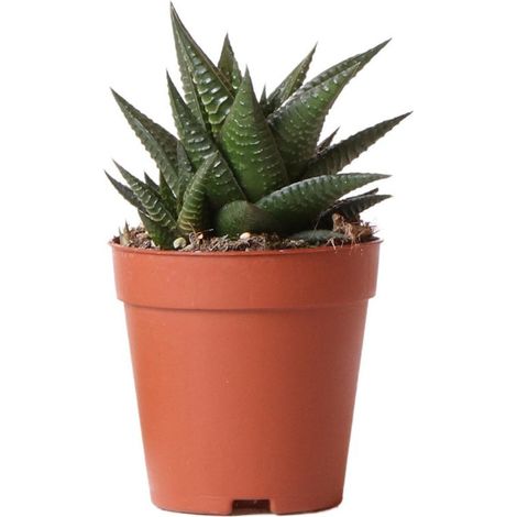 Plante Verte Succulente Haworthia Limifolia d'Intérieur en Pot de Ø 9 cm - Fraîche du Producteur - PANGIVO