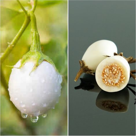 Semillas de Berenjena Huevos Blancos. 10 Gramos