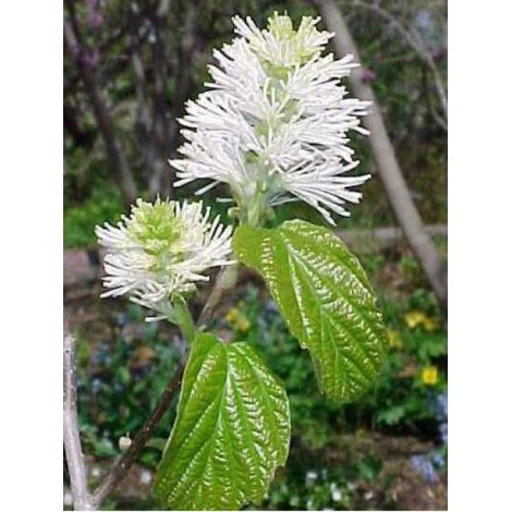 Fothergilla major Pot de 7,5L/10L (1/4)